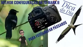 Melhor configuração da 7D mark II para Fotografias de Pássaros (Dica do Dia)