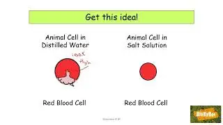 L.C Biology Osmosis