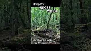Лісник розказав ☝️ де збирати дрова 🪵👍 