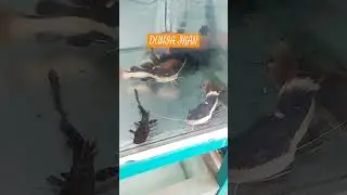 Dunia Ikan