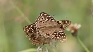 Plain Tiger, Bees and many bugs visiting my house nearby
