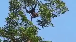 Owa Ungko Kalimantan