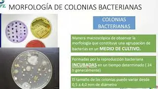 Microbiología. Morfología de colonias bacterianas