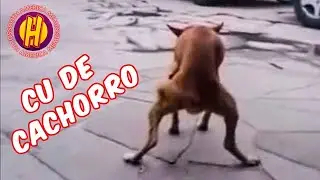 Cu de cachorro