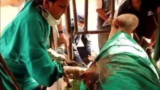 MIRA LO QUE ENCONTRARON EN UNA OPERACION DENTRO DE ESTE TORO