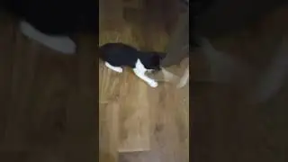 Funny ANIMALS video Приколы с котами - Смешные коты 2021 и приколы с животными новая часть 3