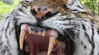 LION + TIGER ?? - !!Warning!!