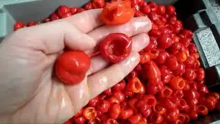 GEWA3800V PLUS washing tomato peppers