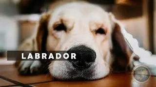 Labrador  🐶 | The Heartwarming Journey of Man's Be | Earth Gallery