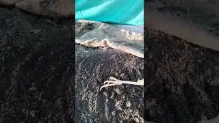 vemicompost a natural fertilizer