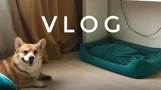 ПАПА придумал словарь для собак😂 Наши игры🤗 Семейный ВЛОГ💕