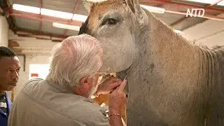 Уникальная таксидермия: житель ЮАР уже 50 лет делает чучела животных