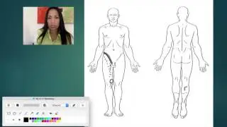 6. Arteries of the Lower Limbs