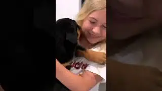 From Playground to Forever Home: A Rottweiler Puppy’s Journey!