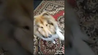 КОЛЛИ, СЭМ В ДЕТСТВЕ