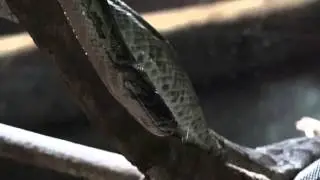 Pythons