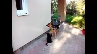 Cat fights with German Shepherd