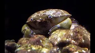 スベスベマンジュウガニ　Brown Egg Crab　Atergatis floridus