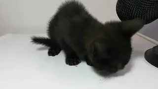 Котенок kizaru ест сосискy АСМР