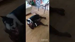" Оська, хватит спать!!! "