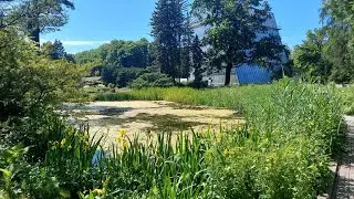 relax - звуки лета, пение птиц, дождь