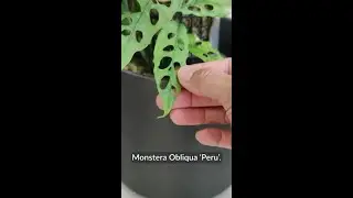 🌿 I love unique plants. Here are my favs to care for and admire! #houseplants #monstera