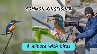 Common Kingfisher bird catching a fish || A minute with Birds