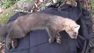 Не штатно отработал капкан на соболя, история про 