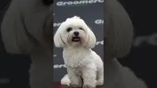 Maltese Dog | How to groom a Maltese?