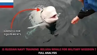 PROBABLE USE OF BELUGA WHALE BY RUSSIAN NAVY - FULL ANALYSIS !