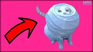 Idiot Cats That Will Make You Laugh Out Loud