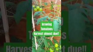 Growing Tomatoes - Harvest almost due