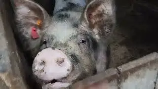 Ожидаем опрос Крупной Белой и Пьетрен второй линии. Немного новостей и короткий обзор