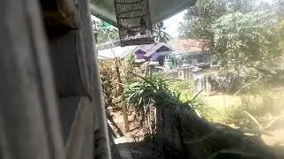 Suara sirtu atau sirpu gacor banget