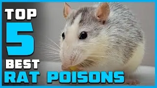 Top 5 Best Rat Poisons in 2023 - Top 5 Picks | Most Popular Ones