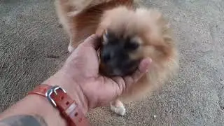 SOBRANG GAGANDA NG MGA PUPPIES NA  ITO NAKAKAWALA NG STRESS😍😍😍