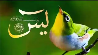 surah Yasin(yaseen)سوره یٰس arabic text beautiful recitation