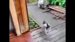 Собака спасает кота от смерти!