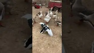 Muscovy Duck Breeding With Geese Watching