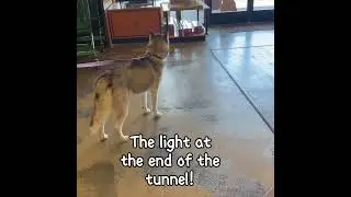 I DID NOT SIGN UP FOR THIS!! #husky #itsahuskything #huskylife #huskyworldwide