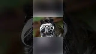 Emperor Tamarin Explained... 🐒👑❤️#science#facts#prehistoric#explained#wildlife#monkey#tamarin#fyp#1m