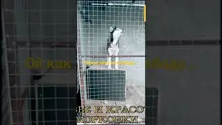 Свободу, свободу...