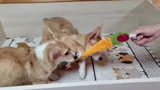 Вельш корги пемброк девочки 3 месяца