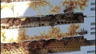 Yeni günlük atan ana arı