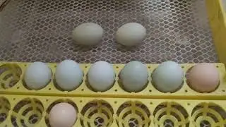 eggs hatching ameraucana Blue and green in Pakistan