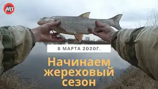Жерех ранней весной. Начинаем жереховый сезон 2020