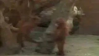 Split Enz - Never Ceases to Amaze Me
