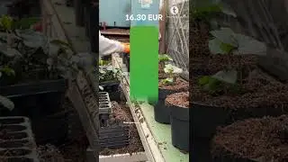 Работа в Нидерландах в питомнике декоративных кустарников #tvojarabotapl #работавнидерландах