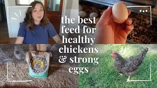 How to Feed Chickens at Every Stage for Year-Round Eggs: Scratch + Peck Feeds Review