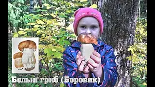 Какие грибы можно найти в сентябре? 3 основных гриба.